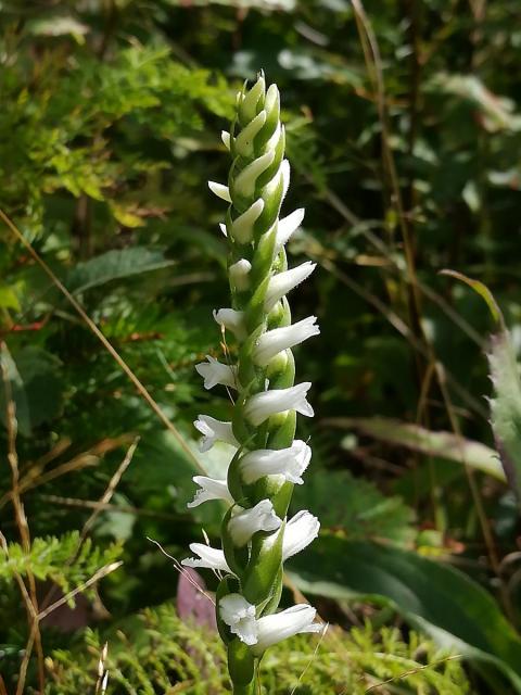 Spiranthes Orchid
